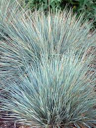 Helictotrichon sempervirens - Sapphire
