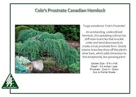 Weeping Hemlock - Coles Prostrat