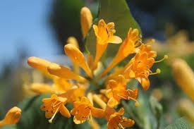 Honeysuckle - Honeybelle Gold