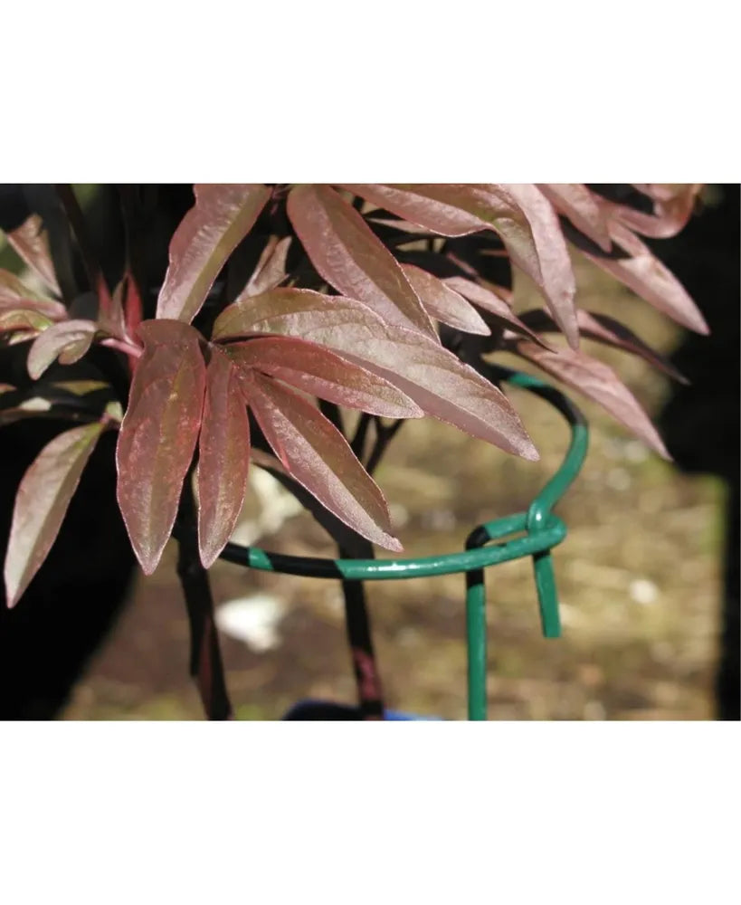 6" Ring with 36" Leg Plant Support