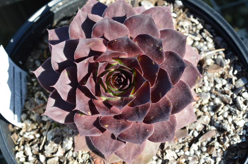 Sempervivum - Super Star Onyx