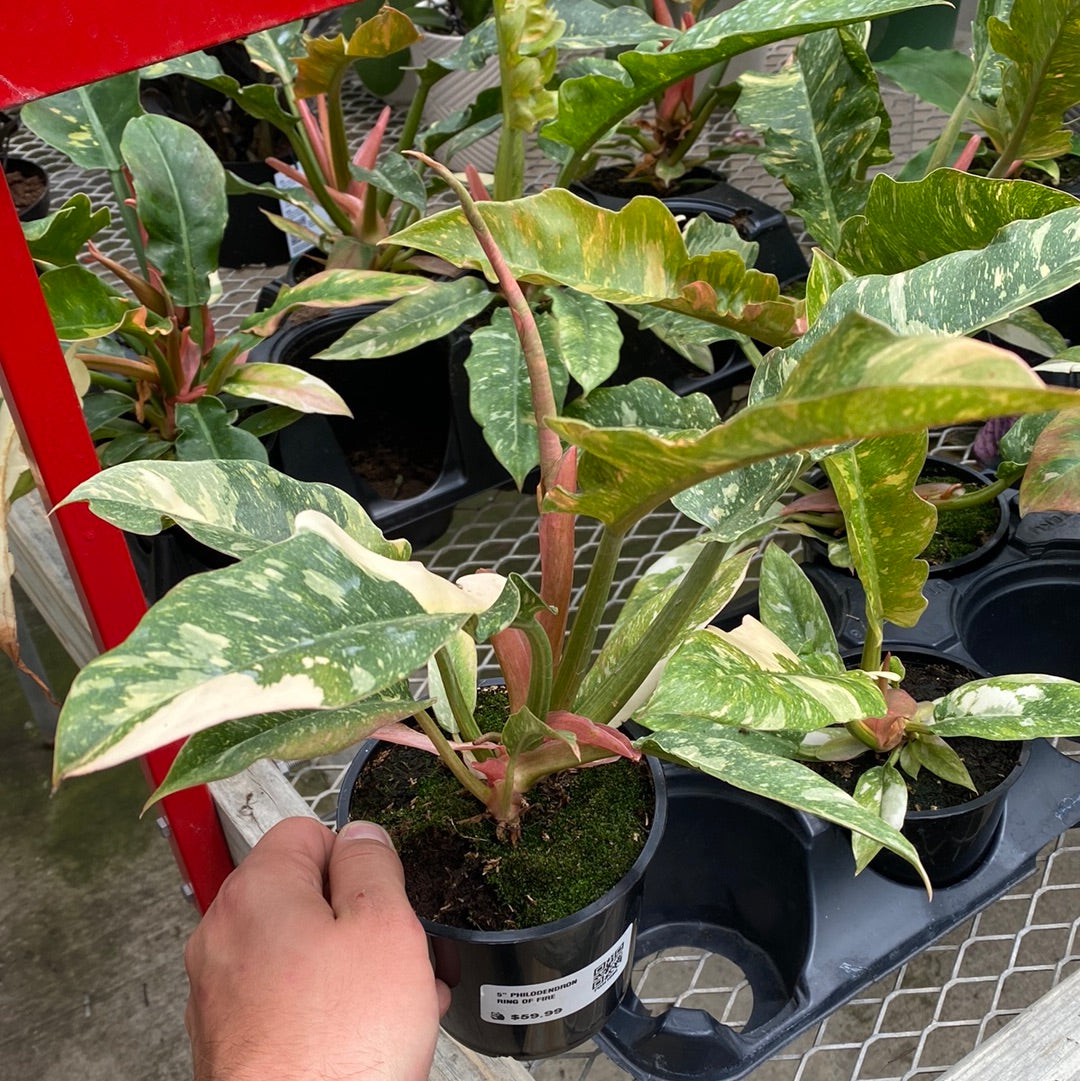 5" PHILODENDRON RING OF FIRE
