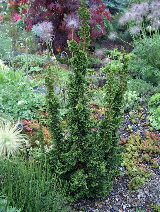 Arborvitae - Malonyana Holub Dwarf