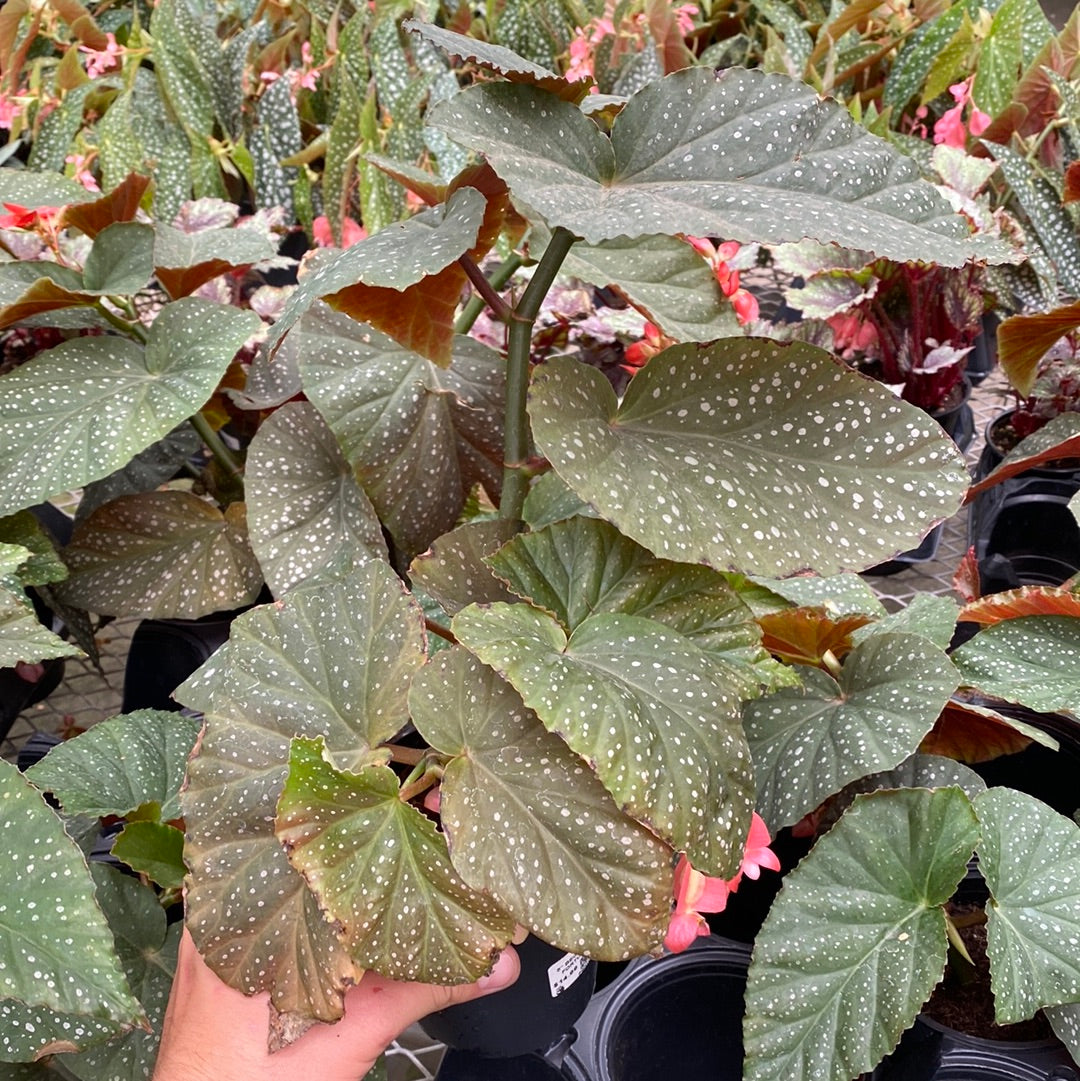 5" BEGONIA MACULATA FORTUNE