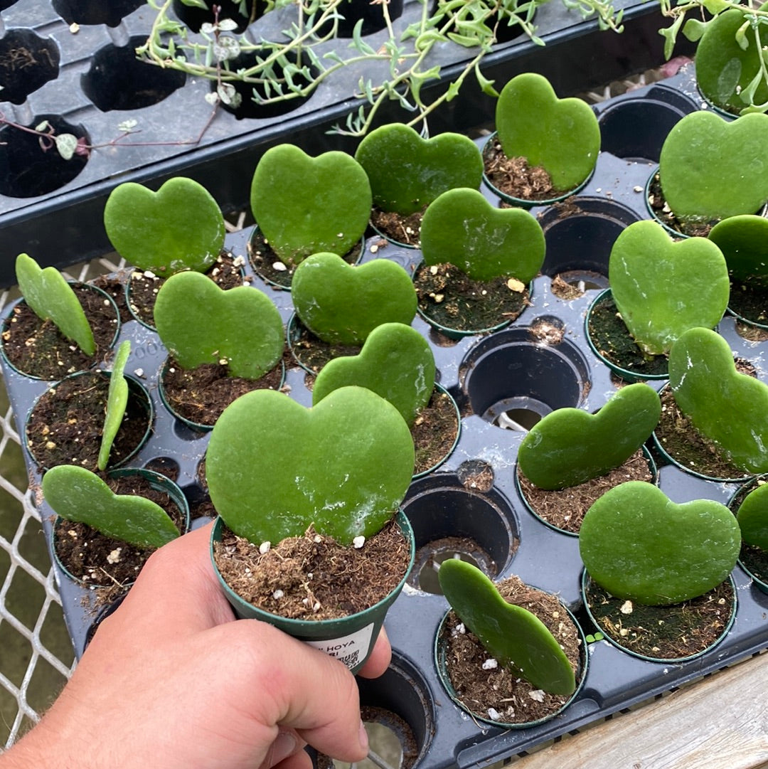 2.5" HOYA KERRI