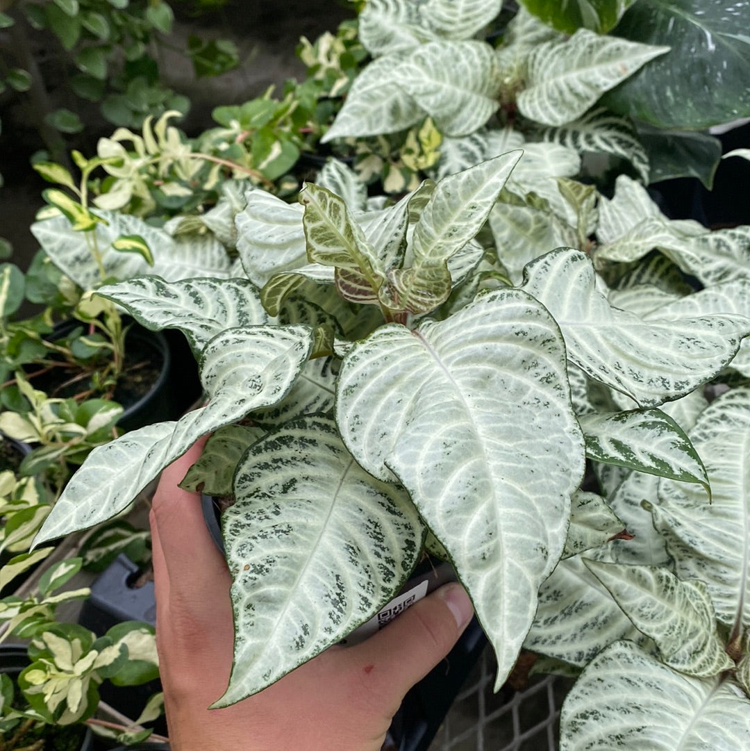 5" APHELANDRA WHITE WASH