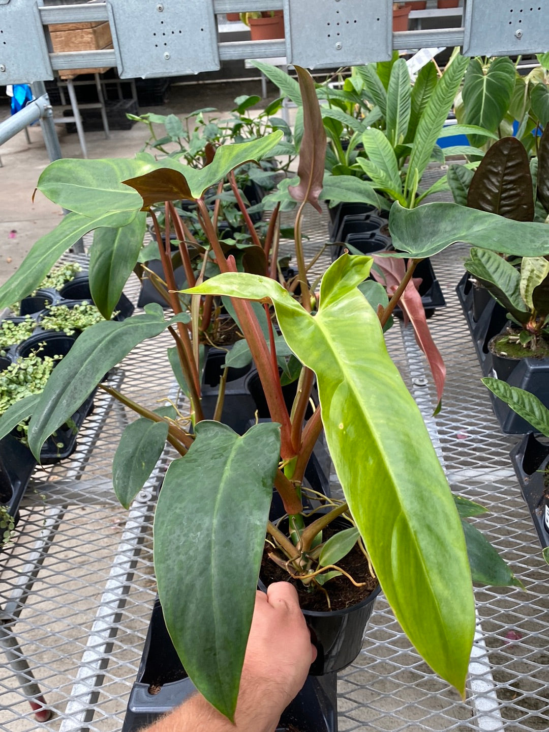 4.5" PHILODENDRON MEXICANA RED BACK
