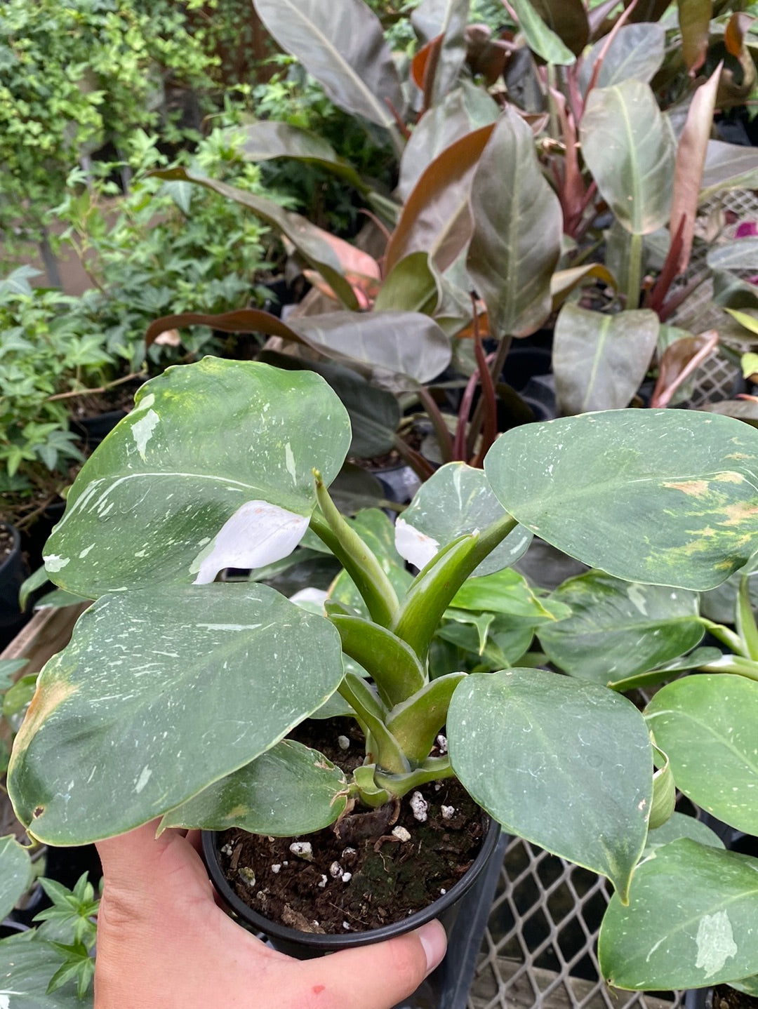 4" PHILODENDRON WHITE WIZZARD