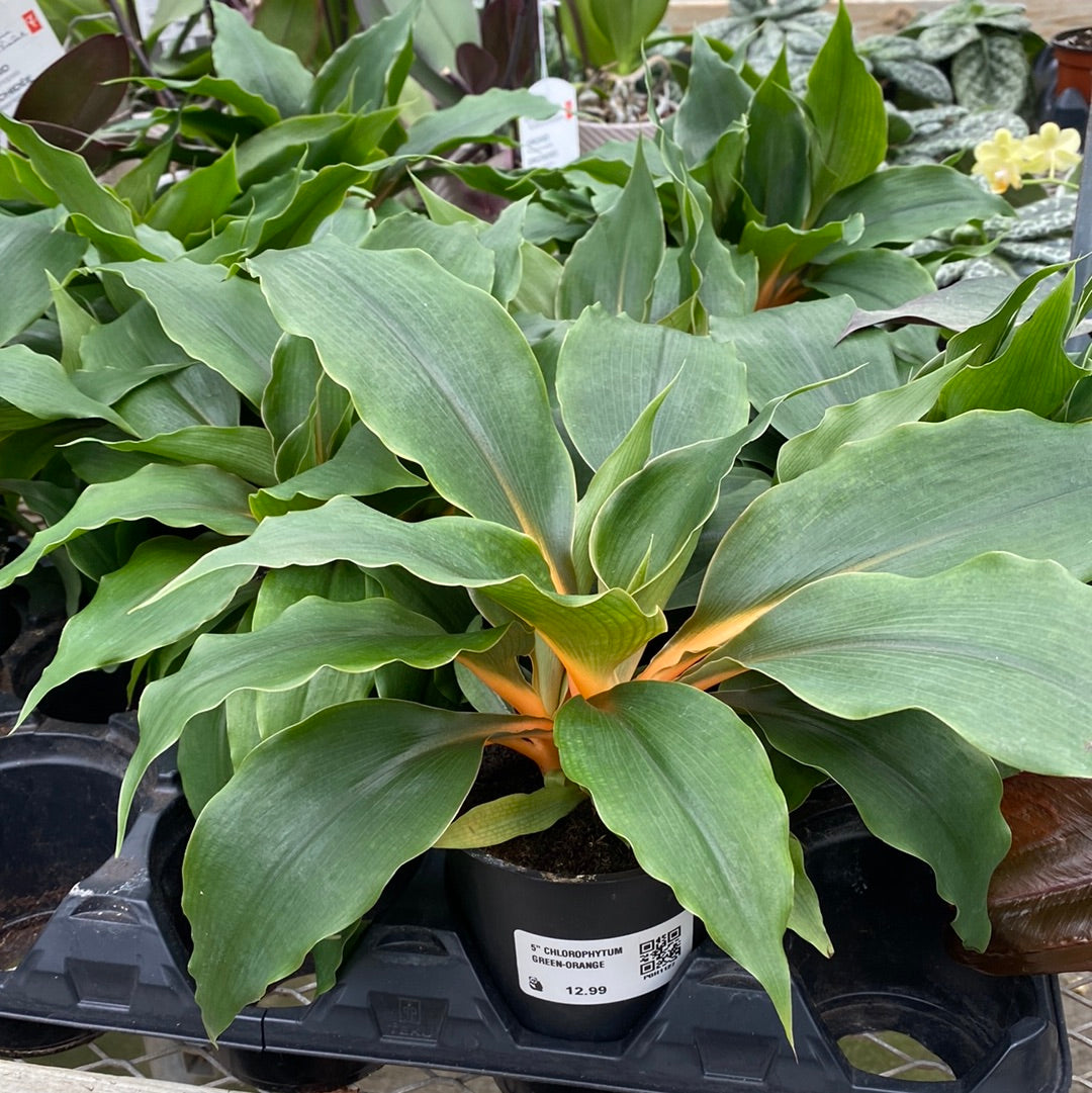 5" CHLOROPHYTUM GREEN-ORANGE