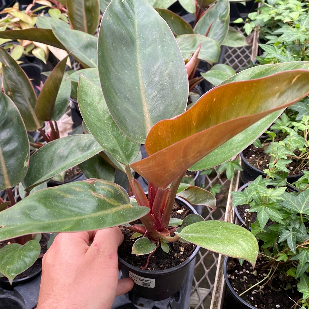 4” PHILODENDRON PINK BIRKEN