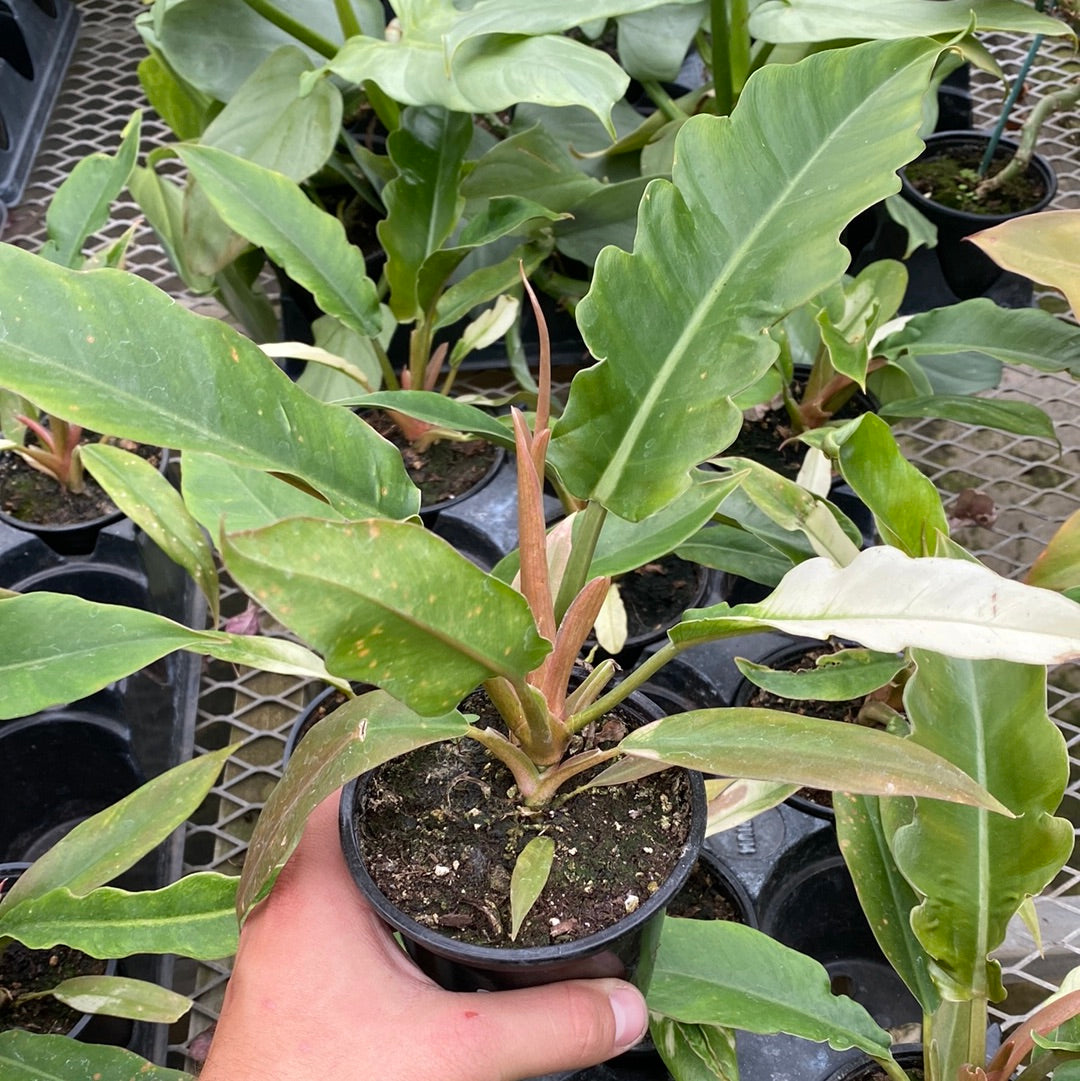 4" PHILODENDRON JUNGLE BOOGIE