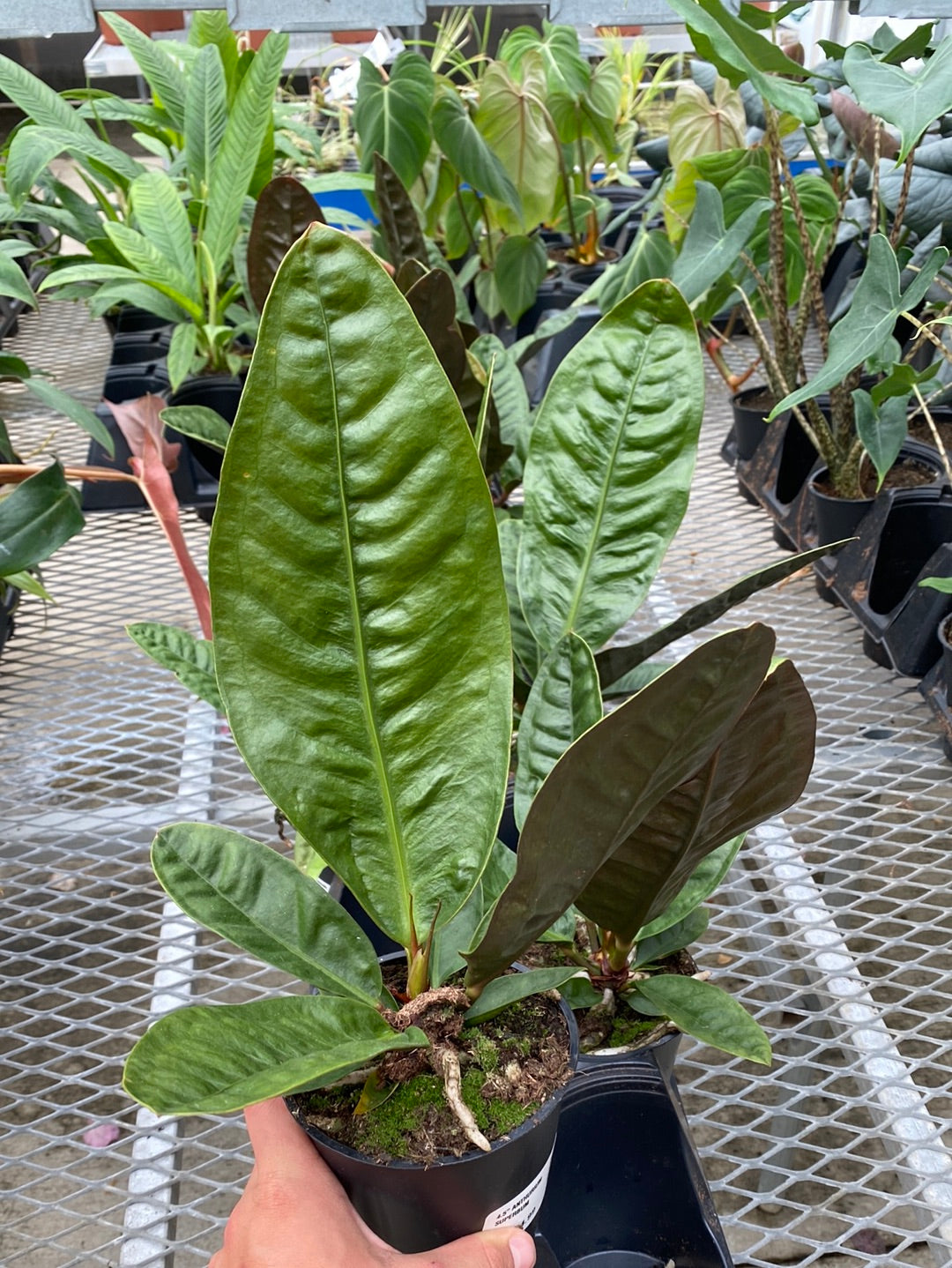 4.5" ANTHURIUM SUPERBUM