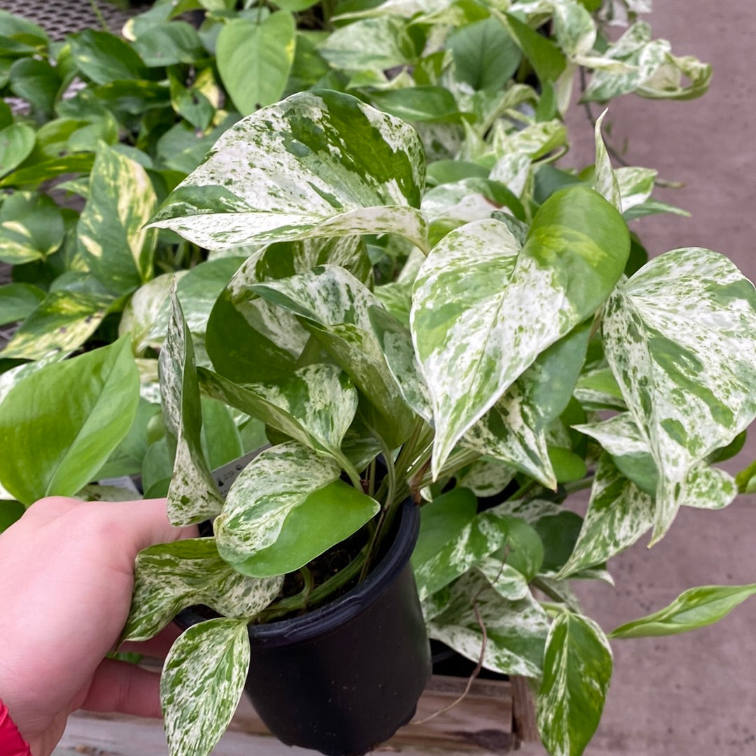 4" POTHOS MARBLE QUEEN