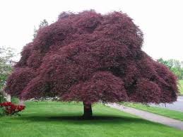 Japanese Maple - Inaba Shidare