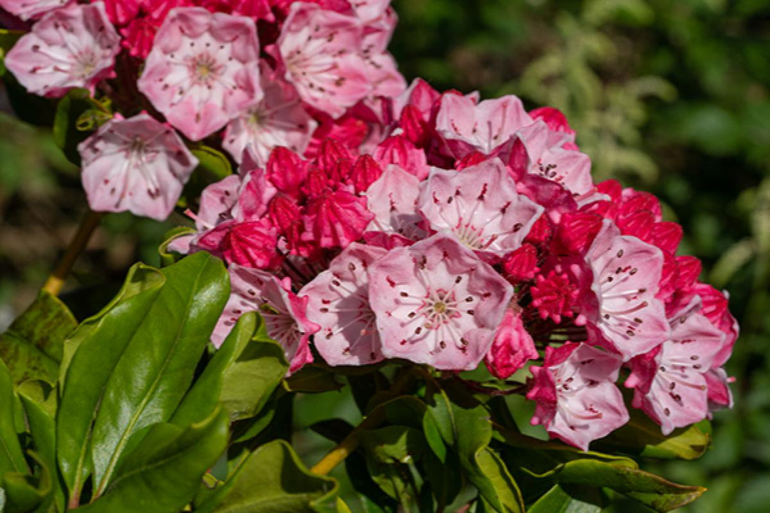 Mountain Laurel - Nipmuck