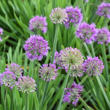 lavender bubbles plant Allium 'Lavender Bubbles'