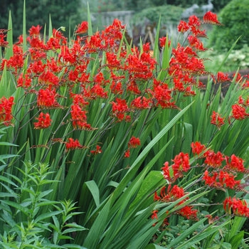 Crocosmia 