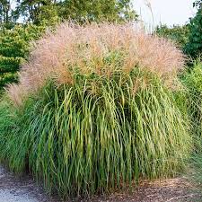Grass Maiden