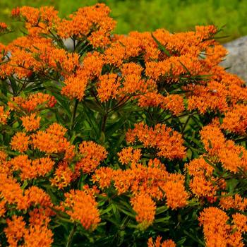 Asclepias ‘Tuberosa’ Milkweed