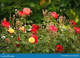 Miscellaneous Rose