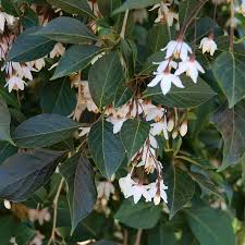 Japanese Snowbell - Nightfall