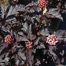 Ninebark - Panther Columnar