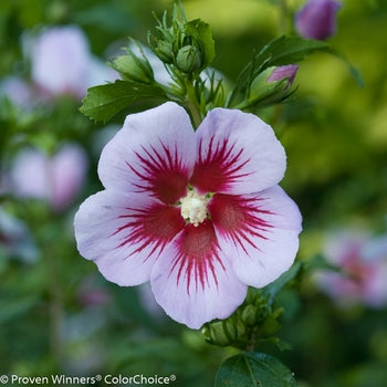 Rose of Sharon - Orchid Satin