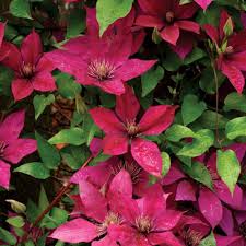 Clematis 'Picardy'