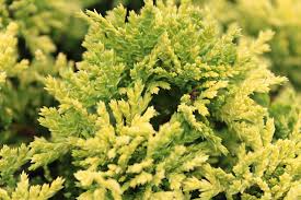 Cypress - Golden Pin Cushion