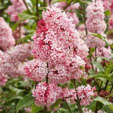Lilac - Pink