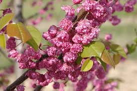 Redbud - Pink Pom Poms