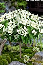 Korean Dogwood - Little Poncho