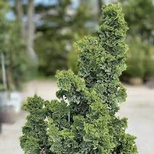 Arborvitae - Primo – Pandy's Garden Center