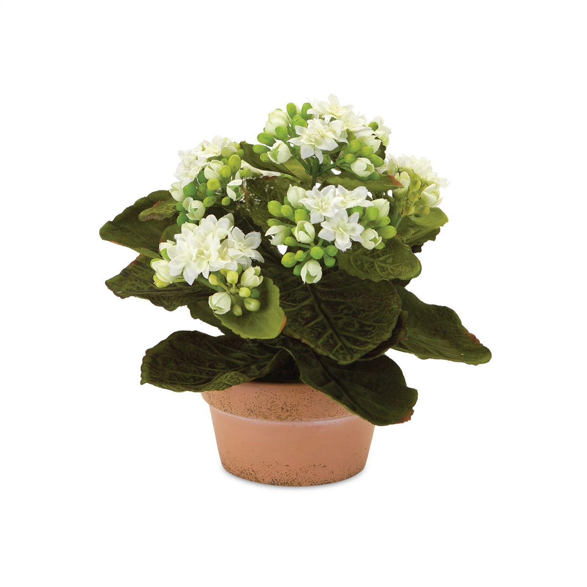 Assorted Kalanchoe Flower in Terra Cotta (Set of 4)
