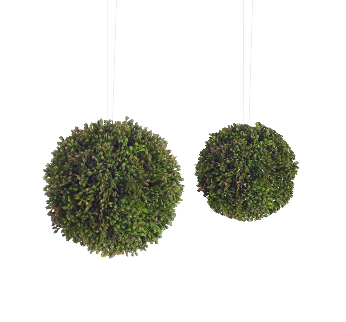 Boxwood Sedum Orb (Set of 8) -Ship Only