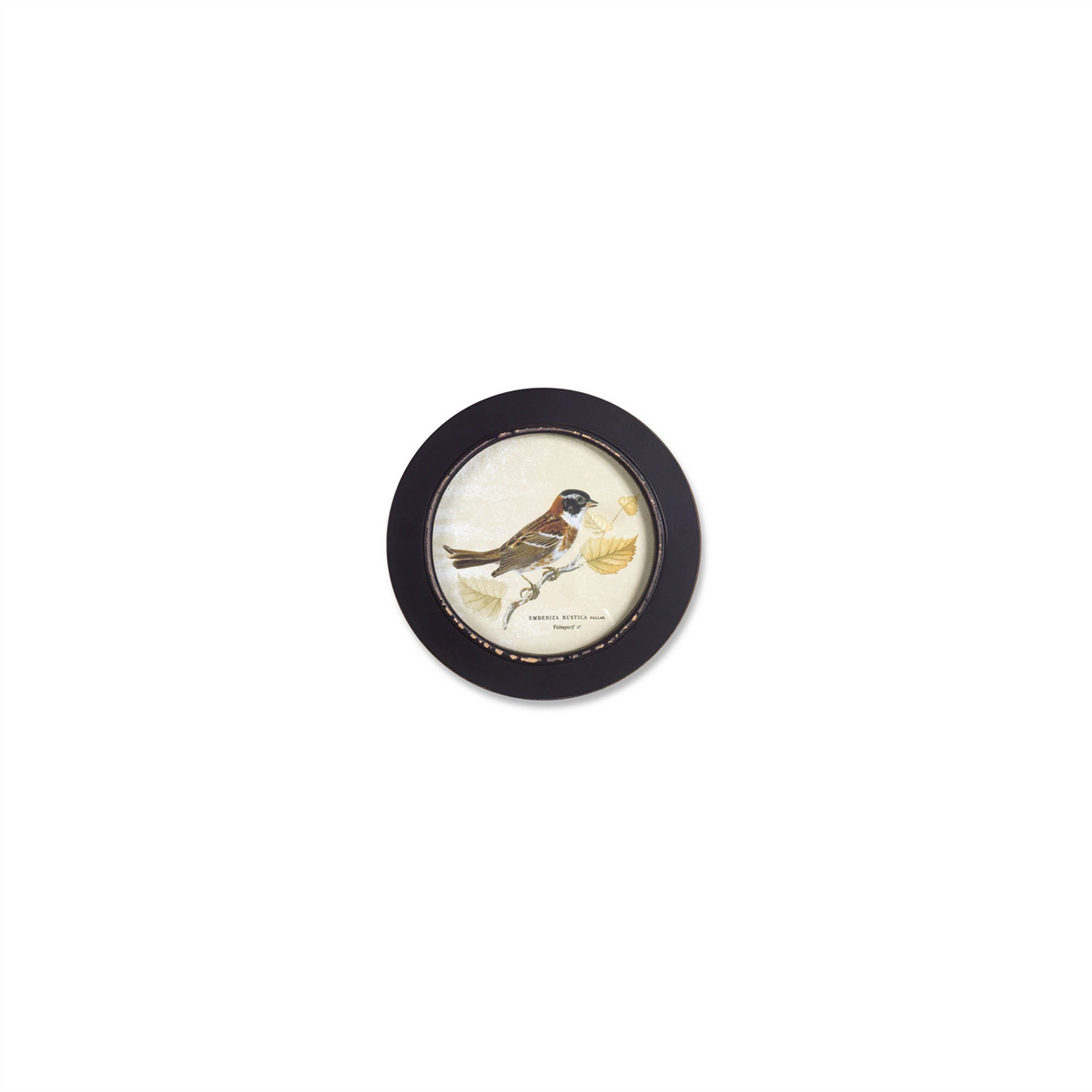 Wood Framed Encyclopedia Bird Print (Set of 3) -Ship Only