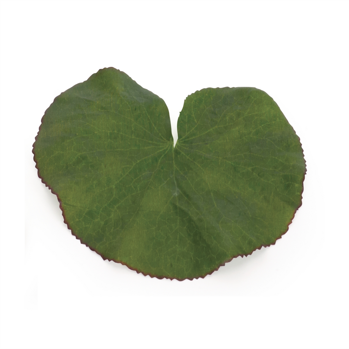 Assorted Bag of Leaves Filler (Set of 12) -Ship Only