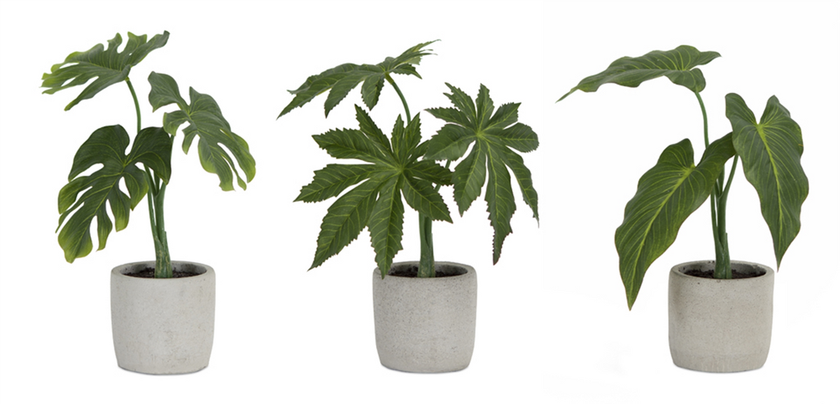 Assorted Foliage Plant in Grey Pot (Set of 6) -Ship Only