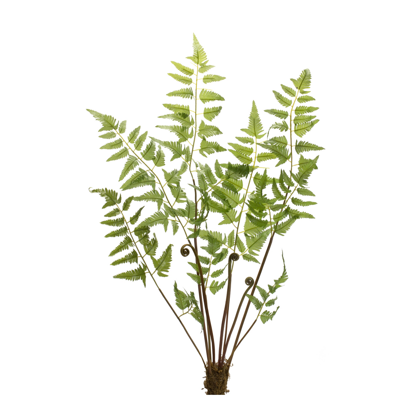 Varigated Fern Bundle with Sprout Accents (Set of 6) -Ship Only