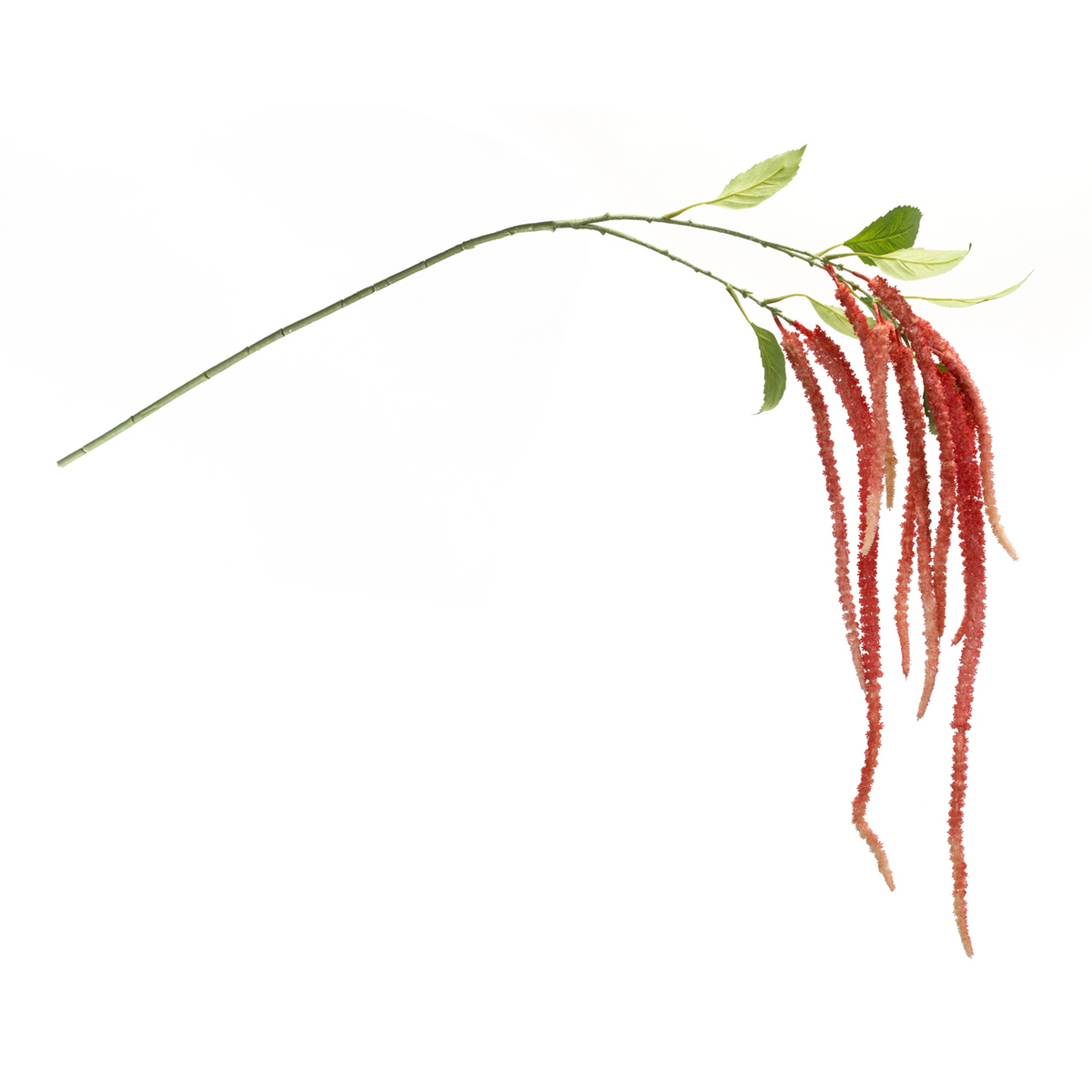 Amaranthus Stem (Set of 4) 53.25”H Plastic/Polyester -Ship Only