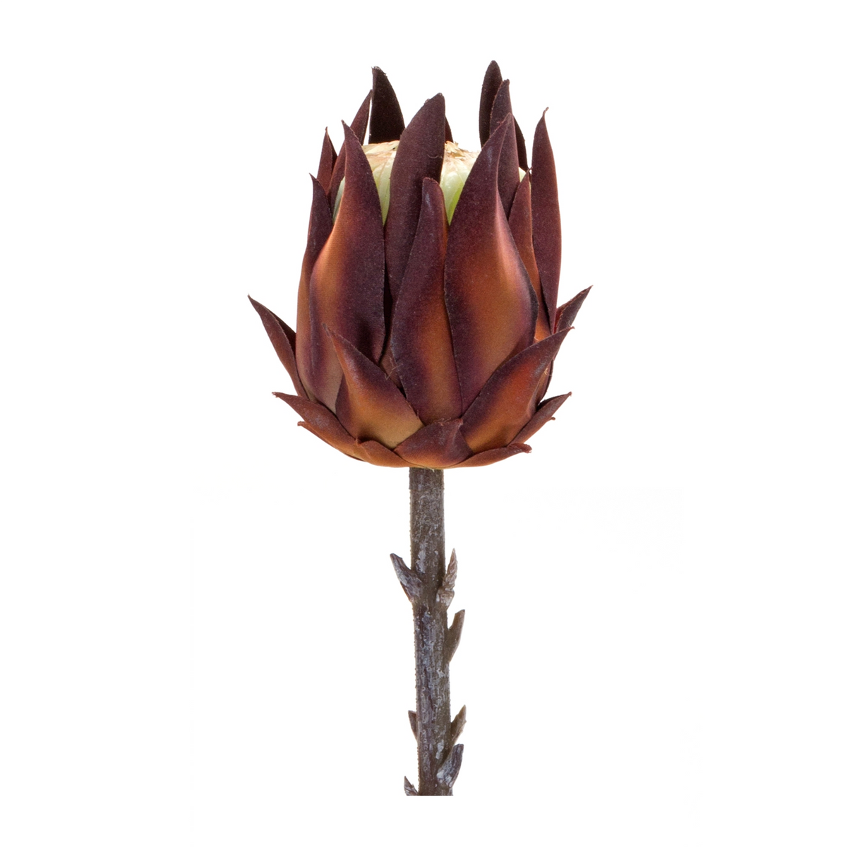 Burgandy Protea Stem (Set of 6) -Ship Only