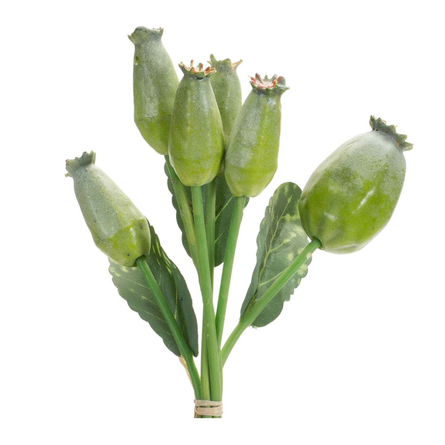 Green Poppy Pod Foliage Bundle (Set of 6) -Ship Only