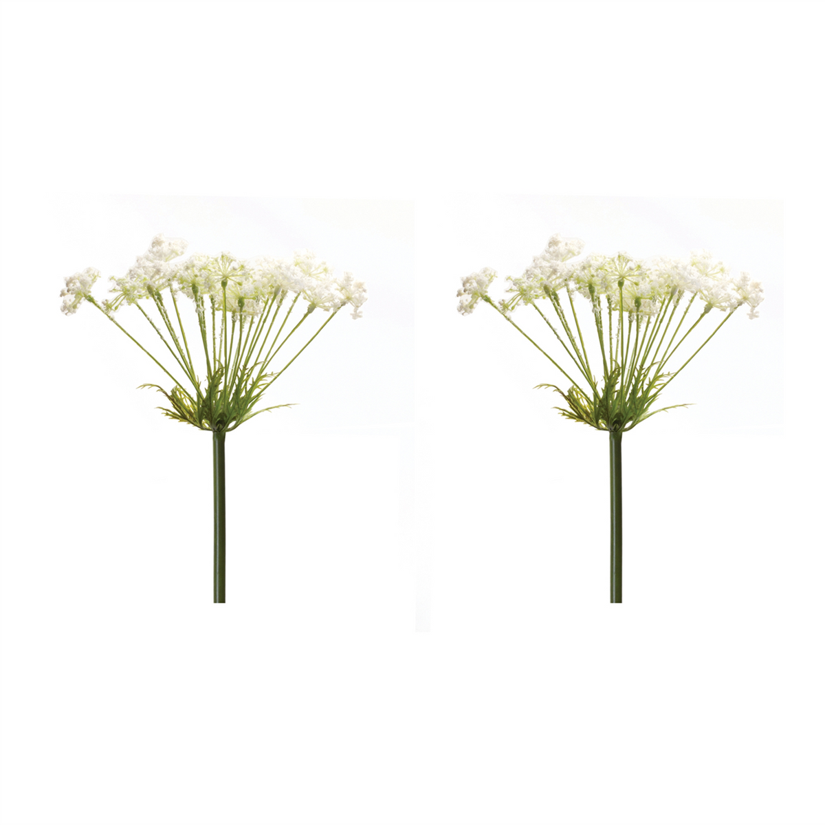 Queen Anne's Lace Stem (Set of 2) -Ship Only