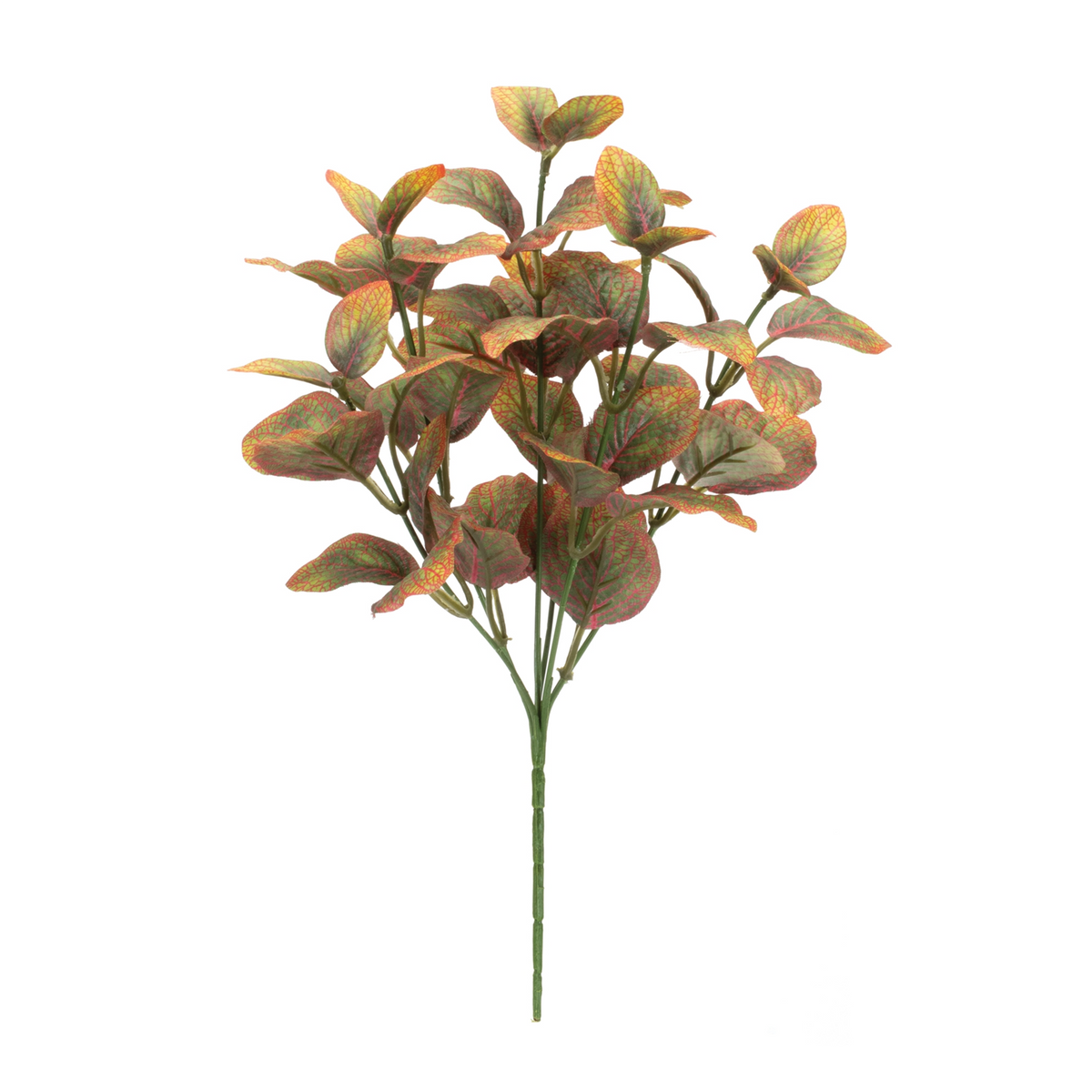 Variegated Foliage Plant (Set of 6) -Ship Only