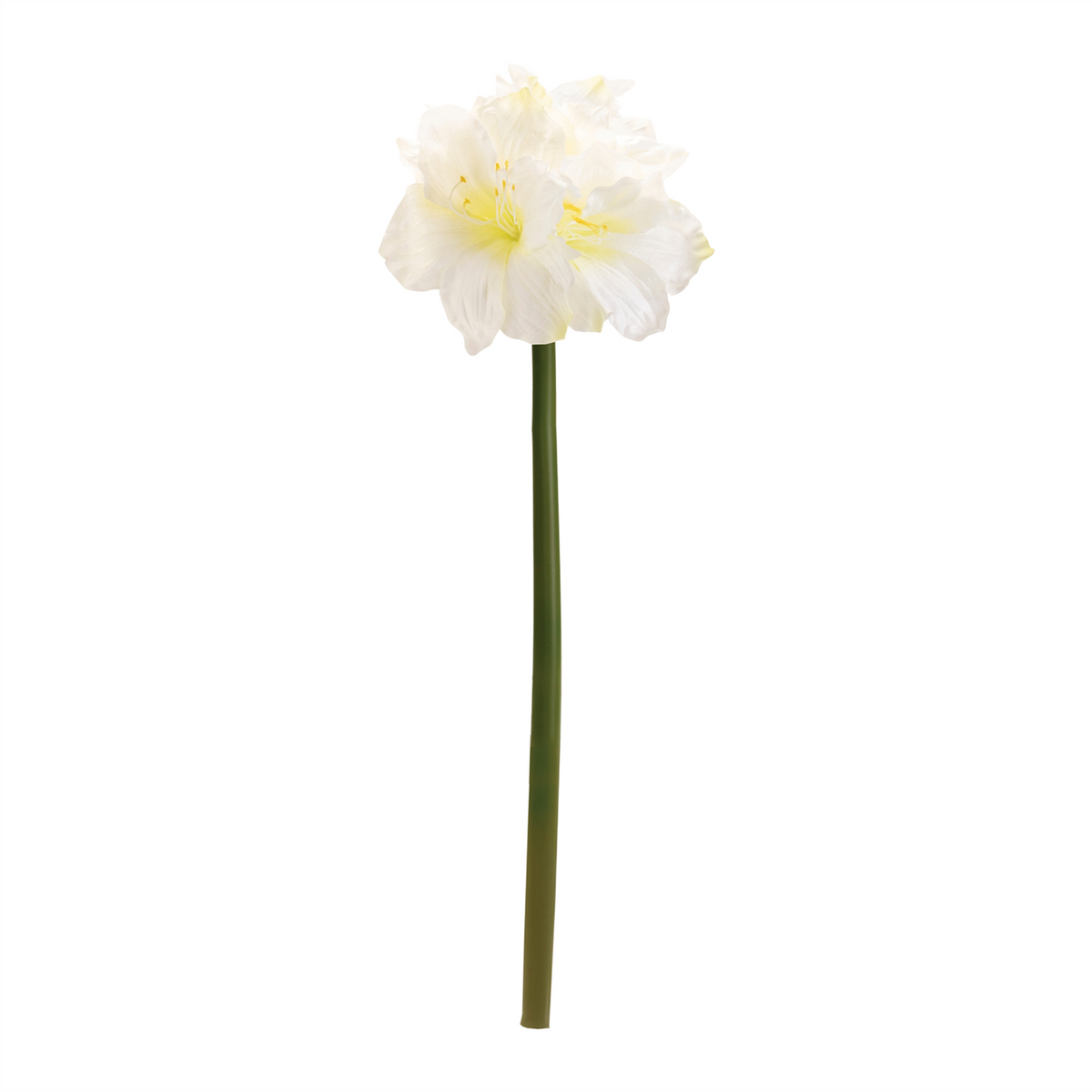 Amaryllis Elegance – Set of 6 -Ship Only