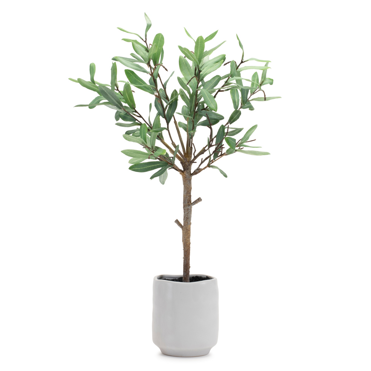Potted Olive Leaf Topiary 21.5"H -Ship Only