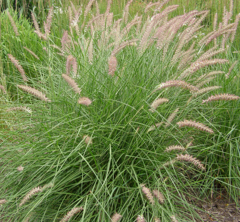 Grass-Pennisetum o. 'Karley Rose' -Ship Only
