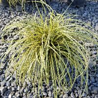 Grass-Carex o. Evercolor® 'Everoro -Ship Only