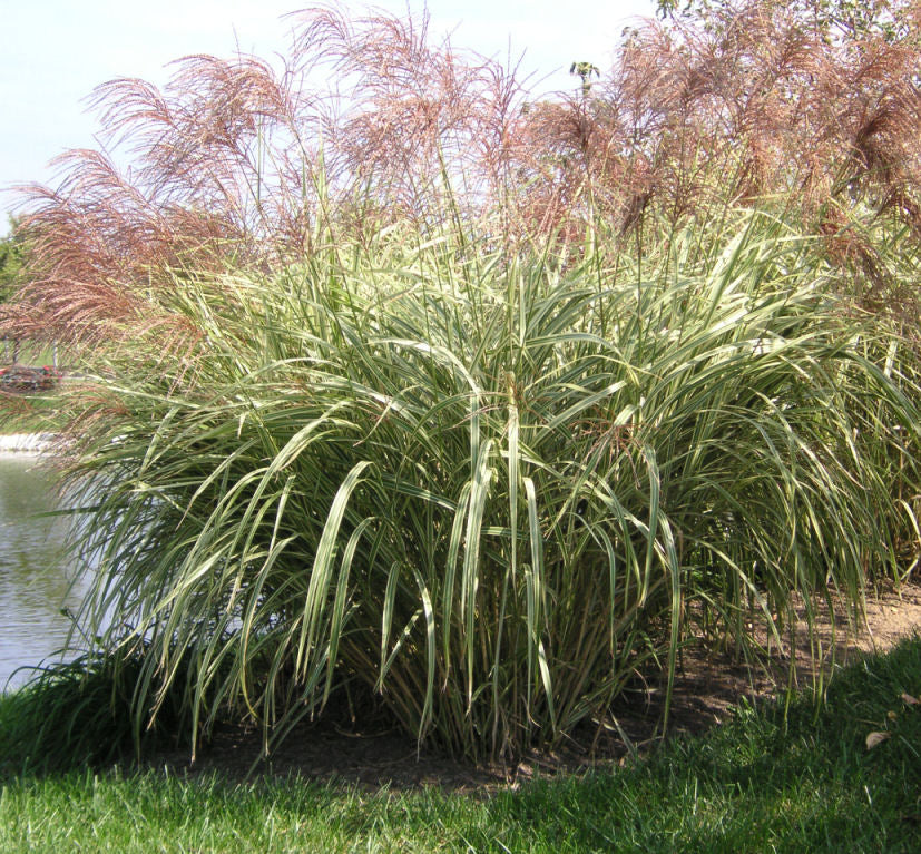 Grass-Miscanthus s. 'Variegatus' -Ship Only