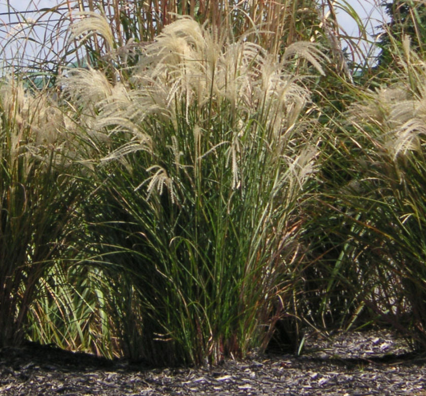 Grass-Miscanthus s. 'Graziella' -Ship Only